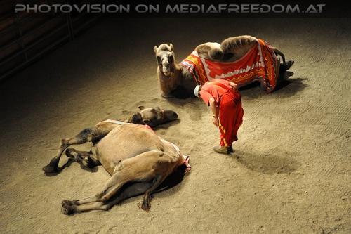 Die Hochzeit des Sultans 09