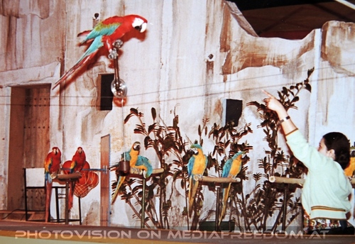 Papageien Show 2