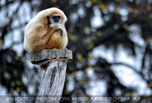 Gibbon 2