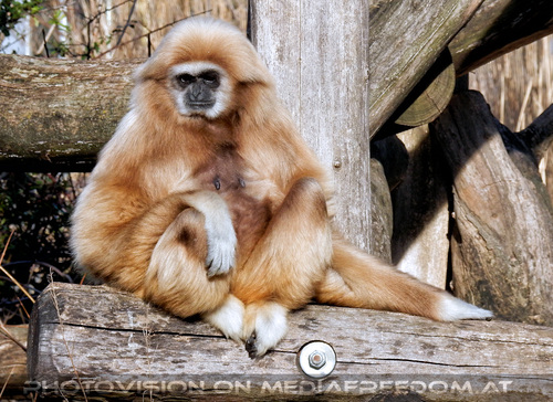 Gibbon 1