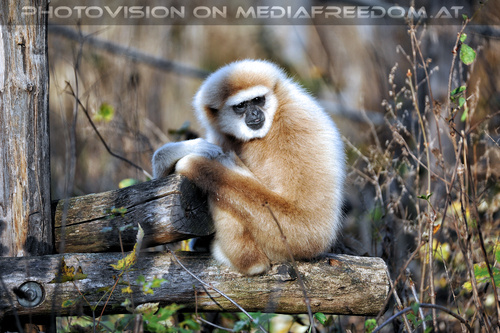 Gibbon 1