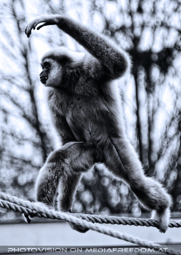 Gibbon