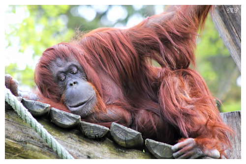 Orang Utan