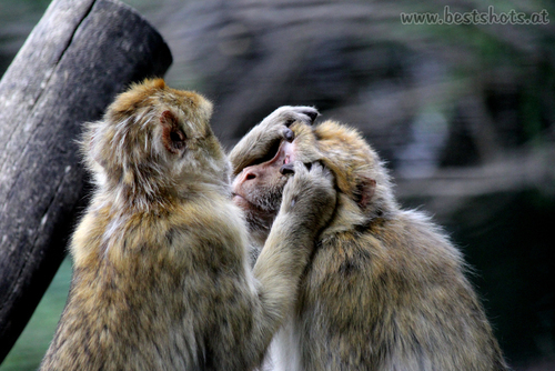 Berberaffe (Macaca sylvanus)