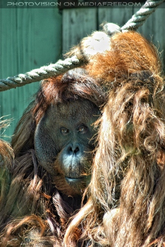 Orang-Utan