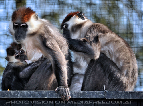 Affenfamilie 2