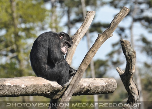 Das Affenrefugium 004