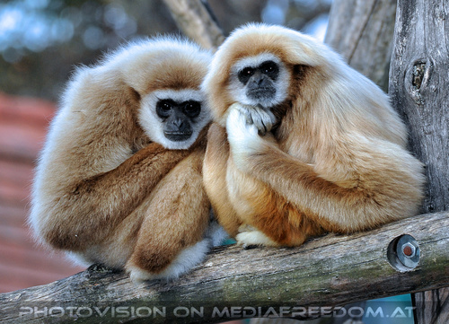 Gibbons 3