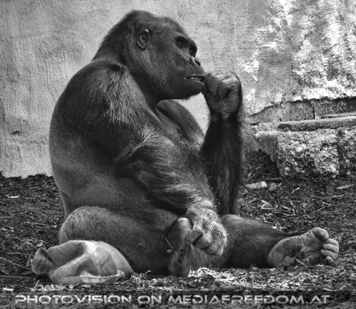 Gorilla - Silberr�cken