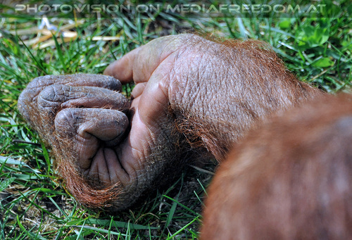 Orang-Utan 03