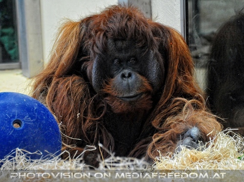 Orang-Utan 1