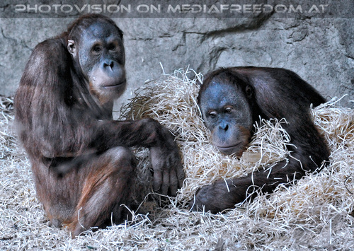 Orang-Utans 02