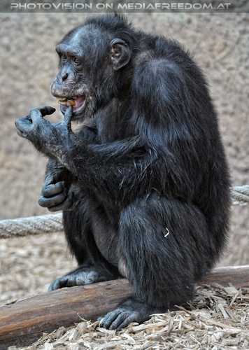 Schimpansen 01