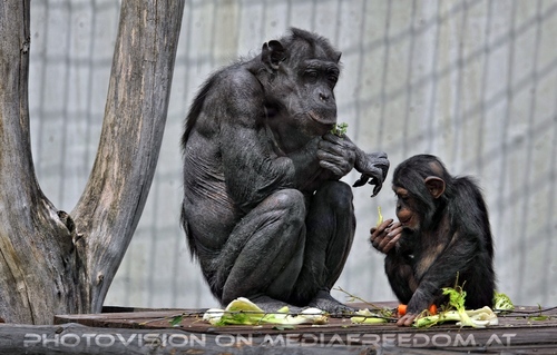 Schimpansen 02