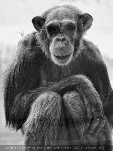 Schimpansen 07