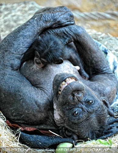 Schimpansin mit Baby