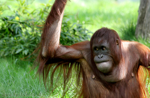 Orang Utan