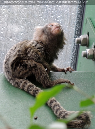 Wei�b�schel�ffchen