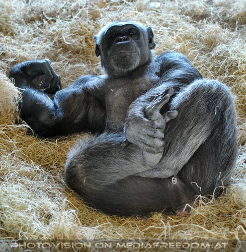 Das Affenrefugium 005