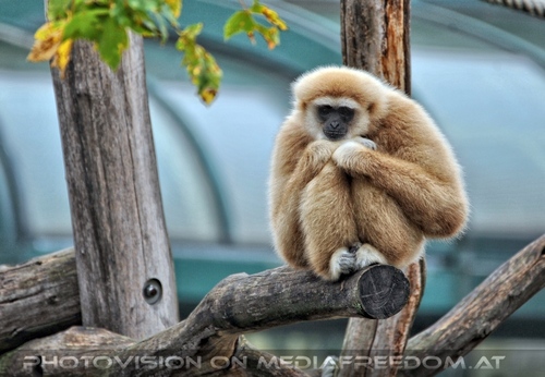 Gibbon 1