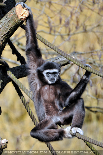 Gibbons 2