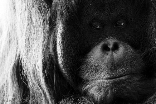 Orang Utan (Pongo pygmaeus)