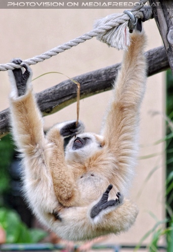 Gibbon 2