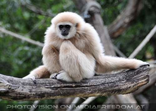 Gibbon