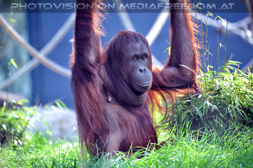 Orang-Utan 1