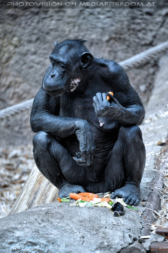 Schimpansen 01
