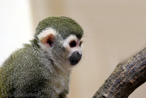 Totenkopfaffe (Saimiri sciureus)