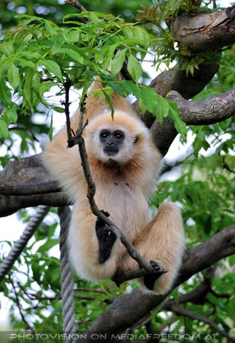 Gibbon 1