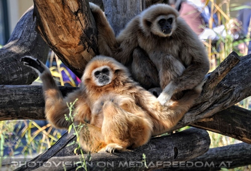 Gibbons