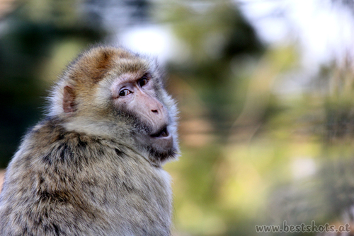 Berberaffe (Macaca sylvanus)