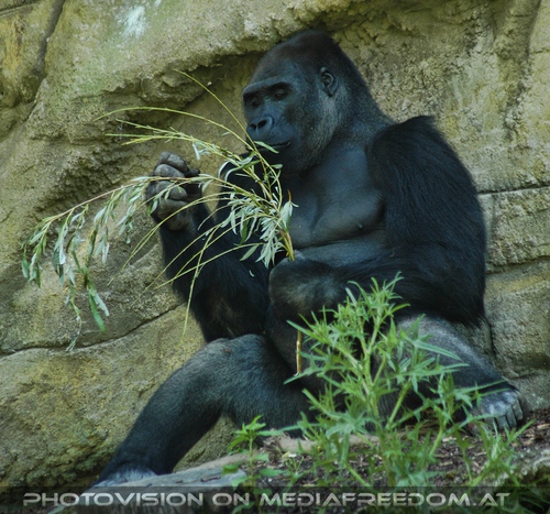 Gorilla