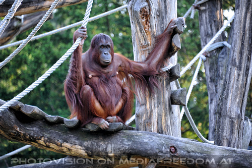 Orang-Utan 3