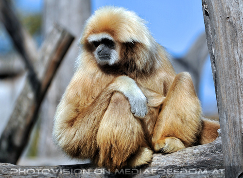 Gibbon 2