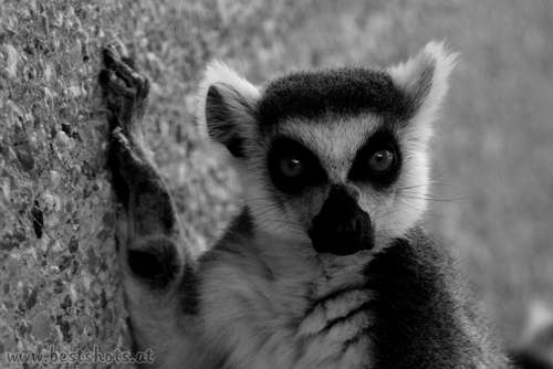 Katta (Lemur catta)