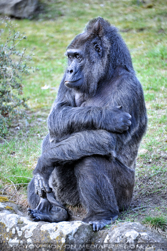 Flachland Gorilla 14