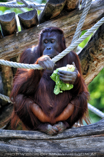 Orang-Utan 1