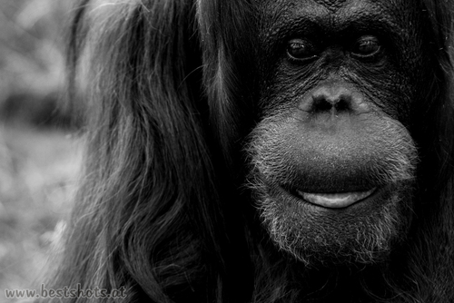 Orang-Utan (Pongo pygmaeus)