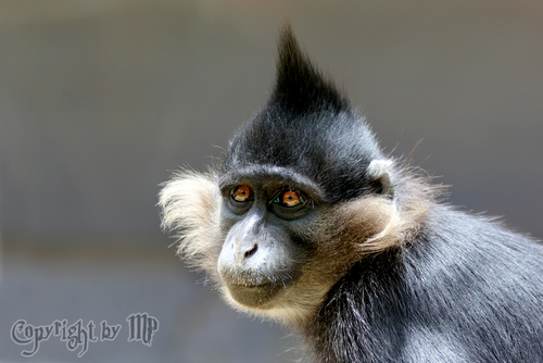 Affe mit cooler Frisur