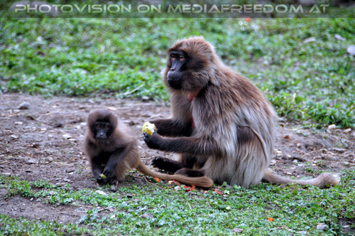 Affen 04