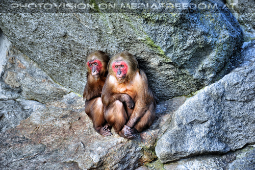 Affen Felsen 2