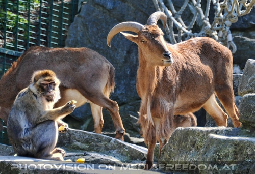 Affen und Ziegen