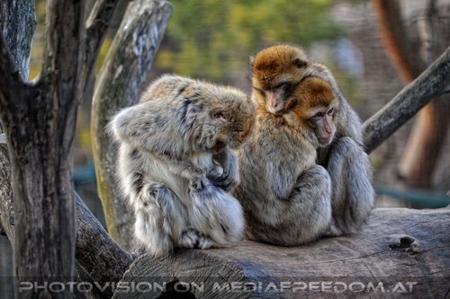 Affenfamilie 1