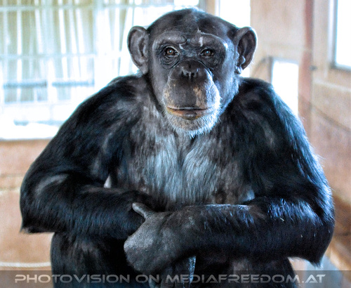 Affenrefugium 05