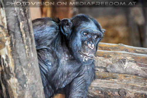 Affenrefugium 09