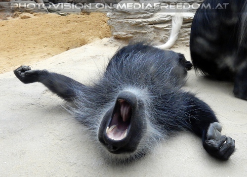 B�renstumelaffe g�hnt