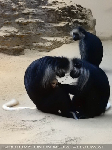 B�renstumelaffen Familie